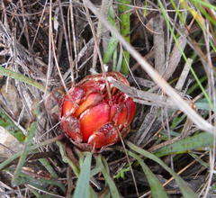 Protea vogtsiae