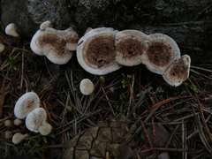 Phellodon tomentosus