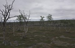 Betula pubescens pumila