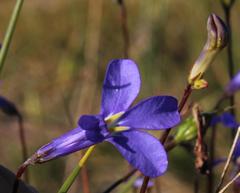 Lobelia chamaepitys