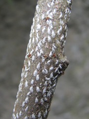 Chionaspis salicis