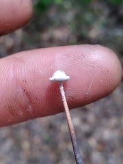 Poronia pileiformis