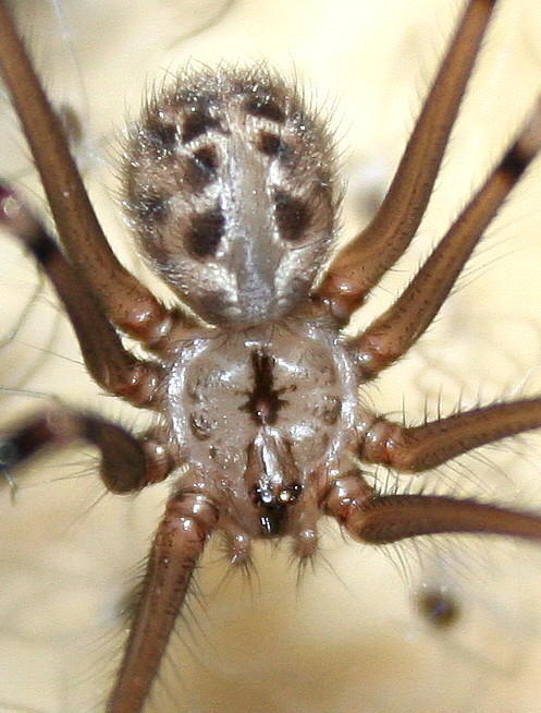 Arteminae