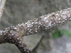 Chionaspis salicis
