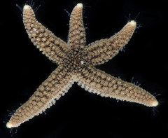 Stylasterias forreri