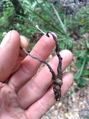 Poronia pileiformis