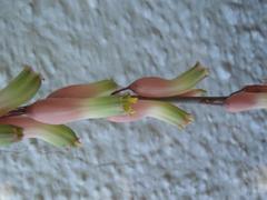 Gasteria nitida nitida