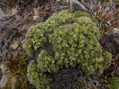 Veronica pulvinaris