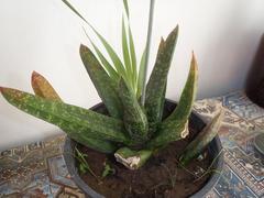 Gasteria nitida nitida