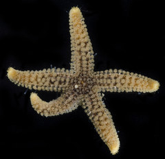 Stylasterias forreri