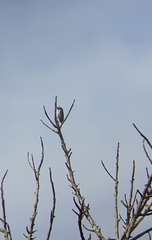 Pogoniulus scolopaceus