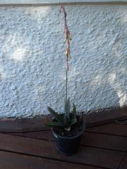 Gasteria nitida nitida