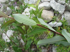 Salix kazbekensis