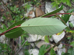 Salix kazbekensis