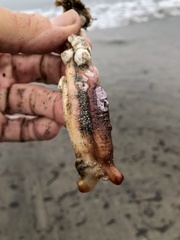 Styela montereyensis