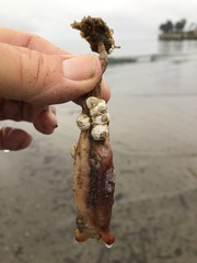 Styela montereyensis