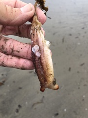 Styela montereyensis