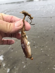 Styela montereyensis