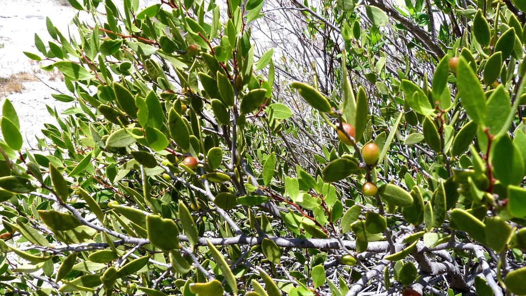 Maytenus viscifolia