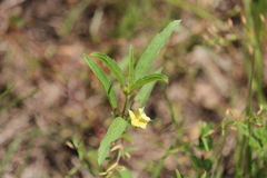 Malvastrum hispidum