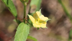 Malvastrum hispidum