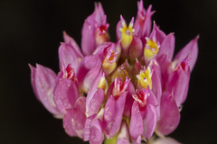Polygala longicaulis