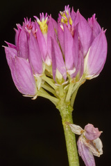 Polygala longicaulis