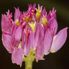 Polygala longicaulis