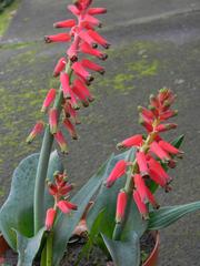 Lachenalia bulbifera