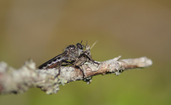 Rhadiurgus variabilis