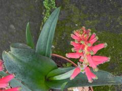 Lachenalia bulbifera