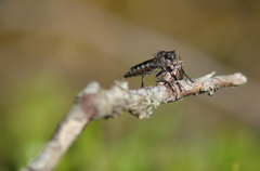 Rhadiurgus variabilis