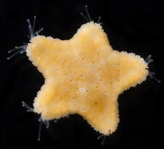 Dermasterias imbricata