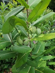 Asclepias syriaca