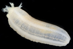Leptosynapta