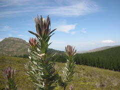 Protea coronata