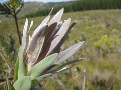 Protea coronata