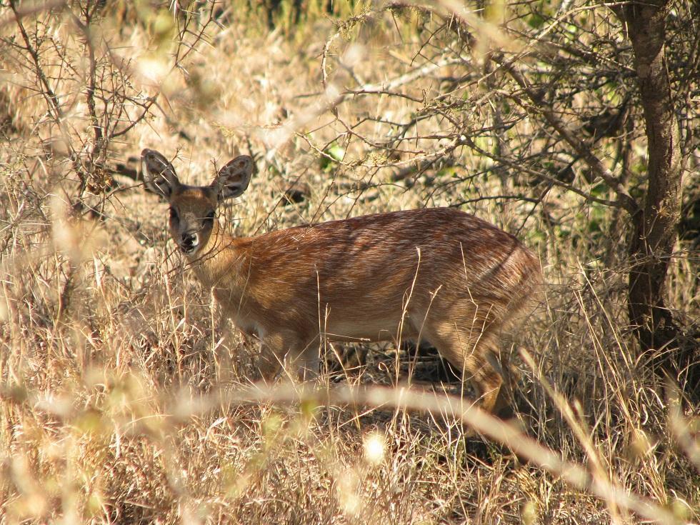 Sharpe's Grysbok