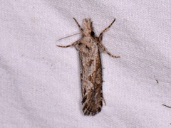 Acrolophus variabilis