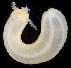 Leptosynapta
