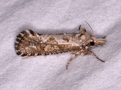 Acrolophus variabilis