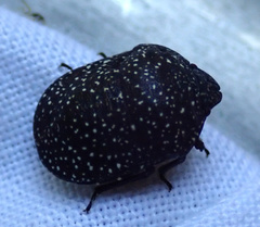 Psacasta exanthematica