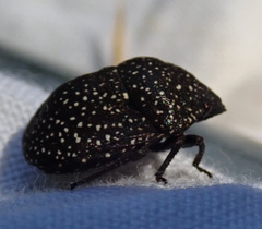 Psacasta exanthematica