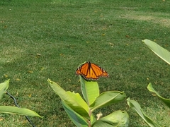 Danaus plexippus