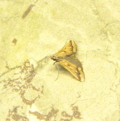 Achyra coelatalis