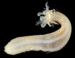 Leptosynapta