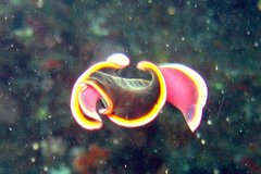 Pseudobiceros gloriosus