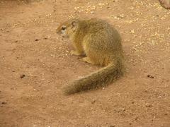 Paraxerus cepapi cepapi