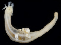 Leptosynapta