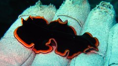 Pseudobiceros gloriosus